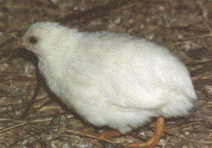 White Button Quail